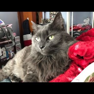 Meet your Posher, Brittney